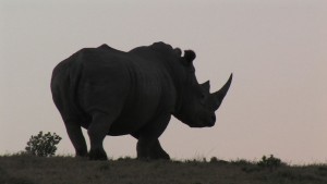 Rhino sunset.