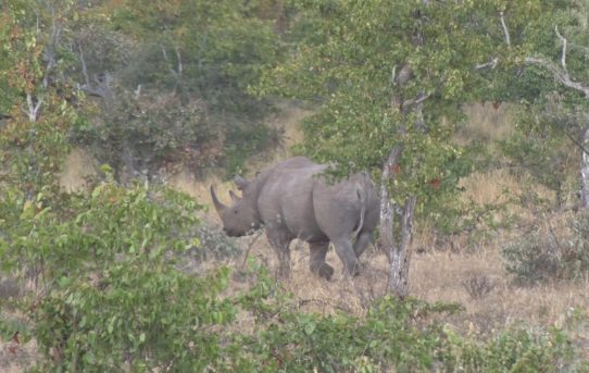 Operation Lock and the War on Rhino Poaching.