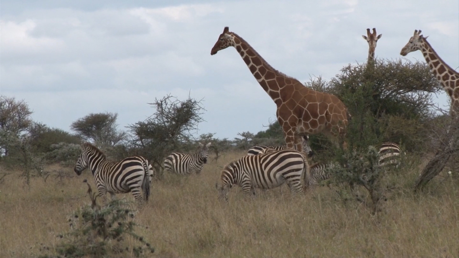 Interview with David Hopcraft, Swara Plains Conservancy, Kenya.