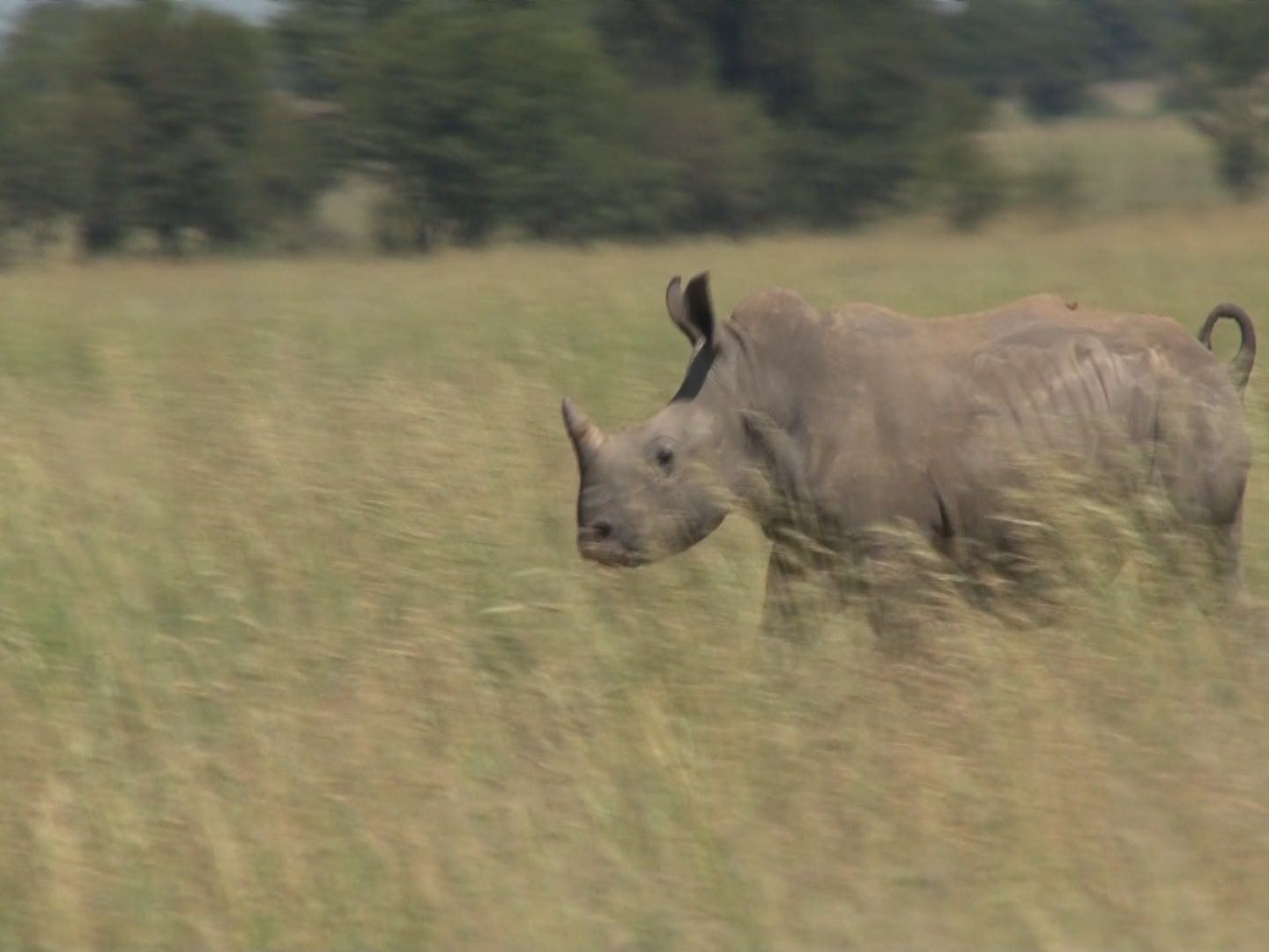 A Layman’s Quest for the Logic Behind Opposition to Legalising Trade in Rhino Horn- Jane Wiltshire PhD, MBA, BSc