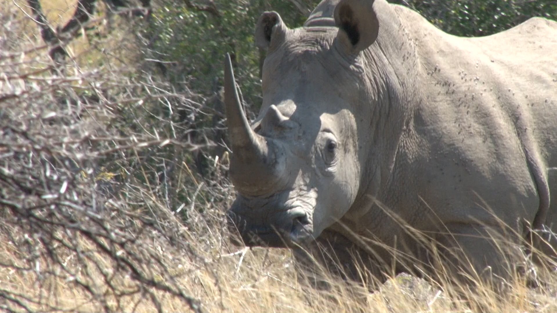 Swaziland's CITES Proposal to Sell White Rhino Horn.