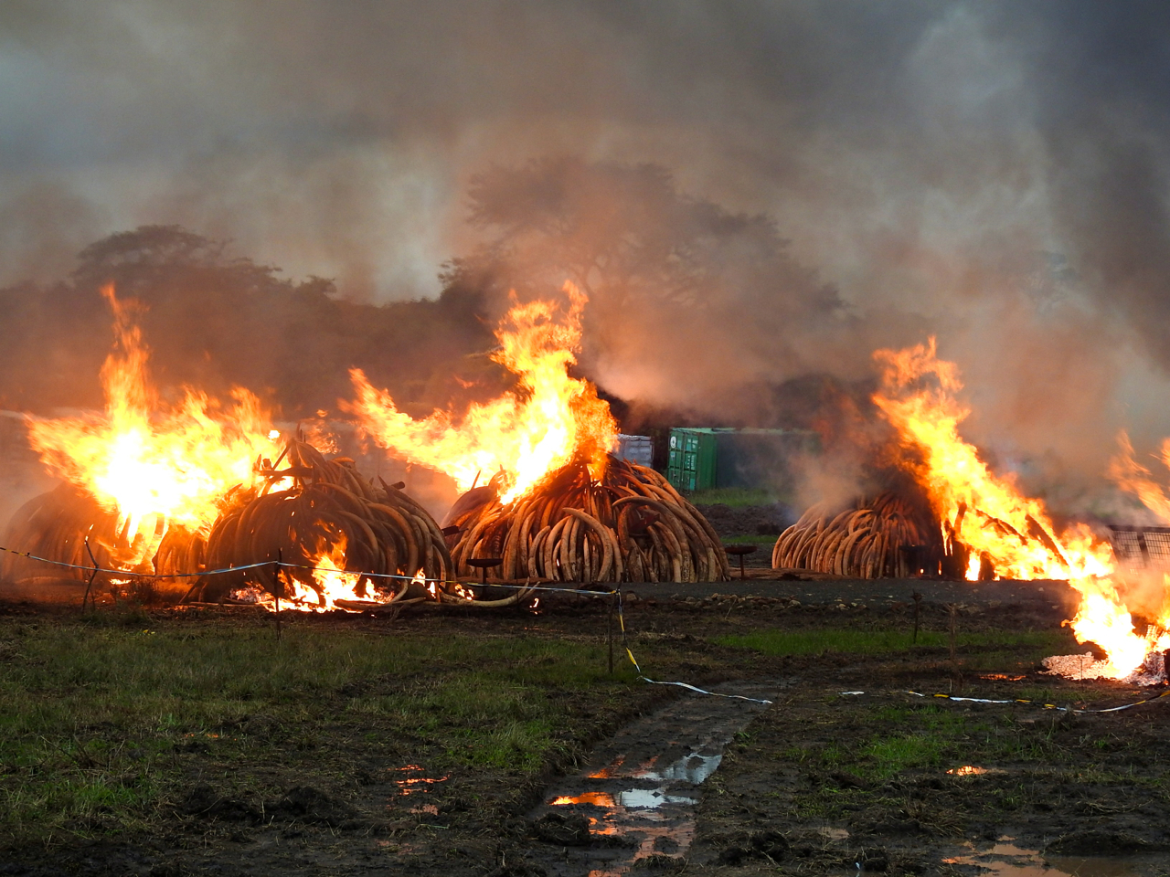 Ivory - To burn or not to burn? by Chris Huxley