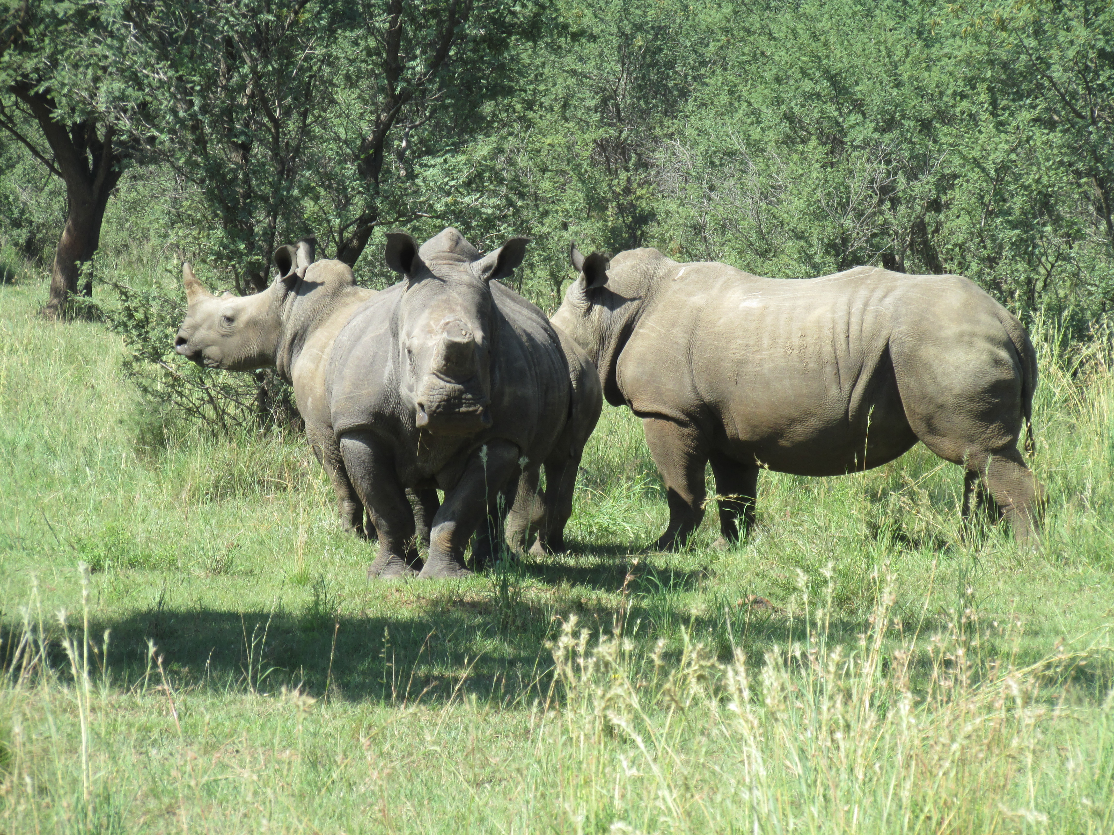 Regulating the Domestic Trade in Rhino Horn in South Africa. By Ian Cox.