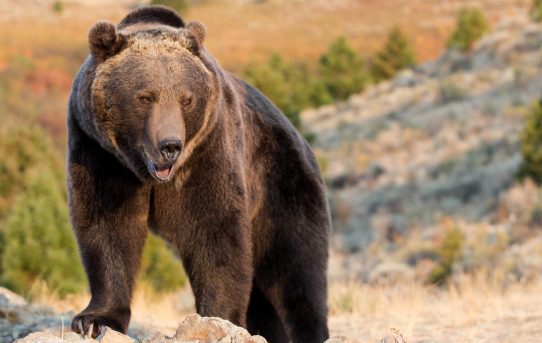 Grizzly Bear Hunting in British Columbia. By Karen Renee Saginaw.