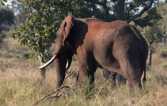 Elephant Densities in Africa. By Douglas Wise.
