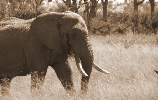 Benefits to Elephant Conservation From Safari Hunting.