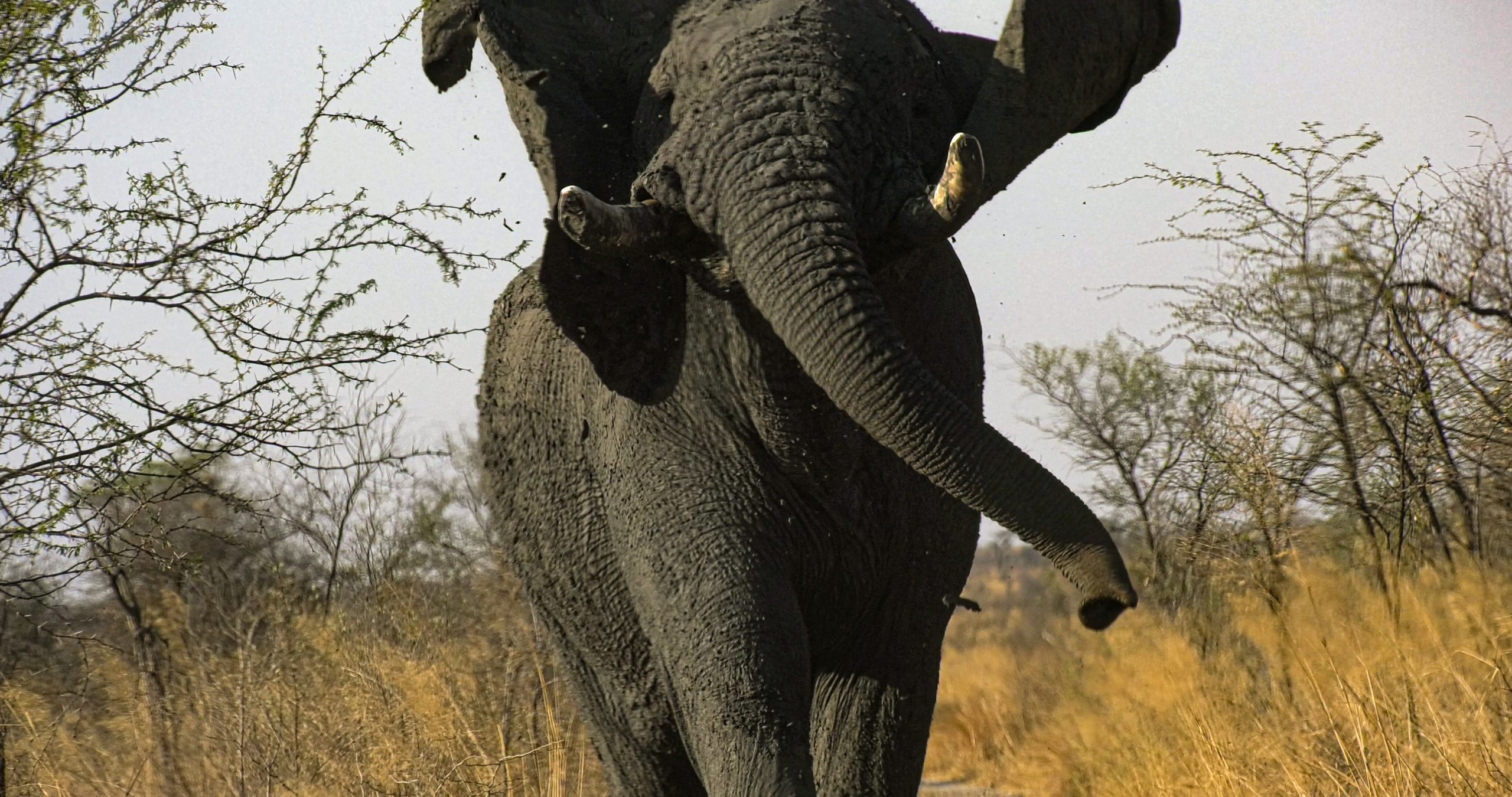 Botswana's Elephant Numbers Just Don't Add Up.