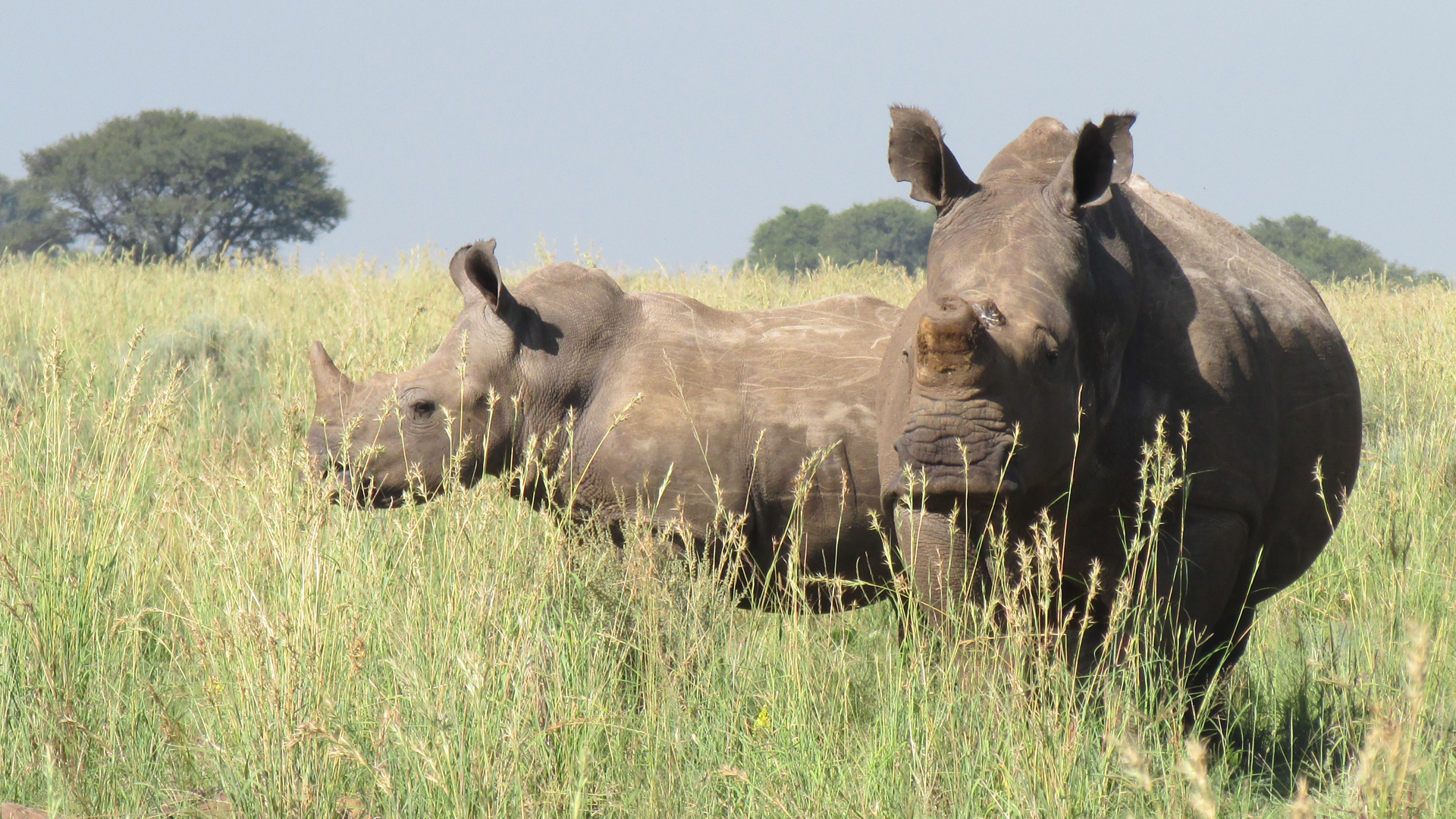DISINVESTMENT IN RHINO IN SOUTH AFRICA.