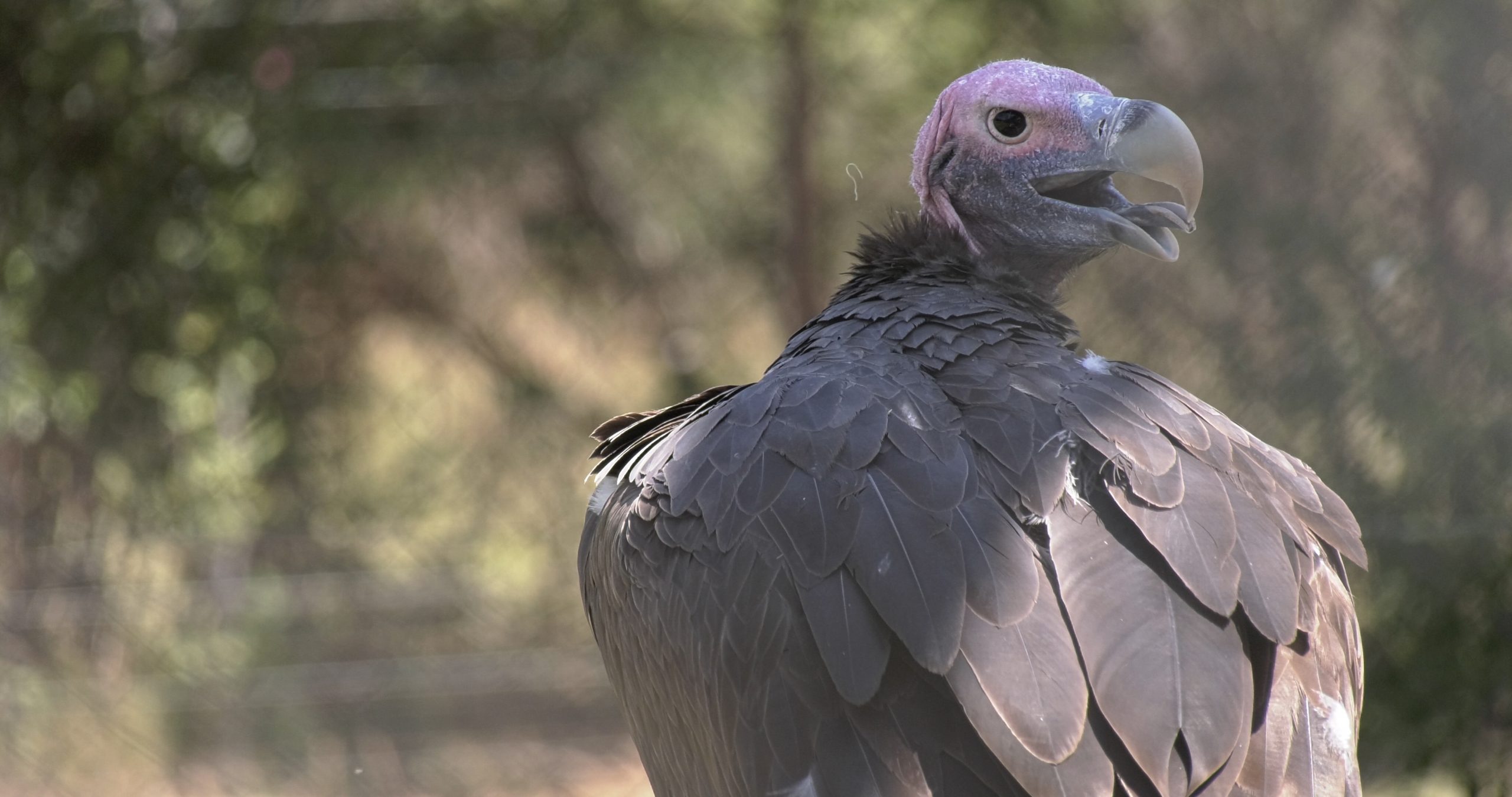International Vulture Awareness Day. The Conservation Imperative