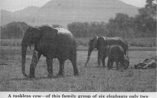 ￼Tuskless Elephants: Part 1.