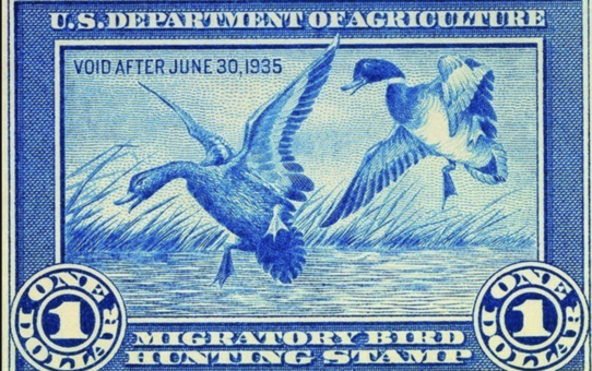 The American Waterfowlers’ Stamp on Wetland Conservation